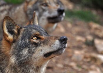 Ecologistas en Acción rechaza la posible modificación del informe sexenal del lobo en la Conferencia Sectorial de Medio Ambiente que se celebrará el lunes