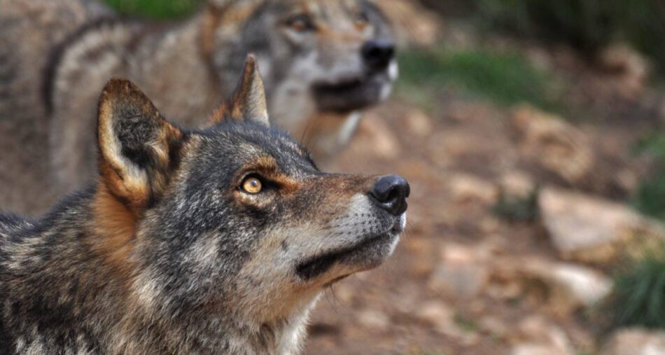 Ecologistas en Acción rechaza la posible modificación del informe sexenal del lobo en la Conferencia Sectorial de Medio Ambiente que se celebrará el lunes