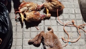 Comienza el juicio por el caso de sacrificios de animales por santería destapado por AnimaNaturalis