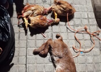 Comienza el juicio por el caso de sacrificios de animales por santería destapado por AnimaNaturalis
