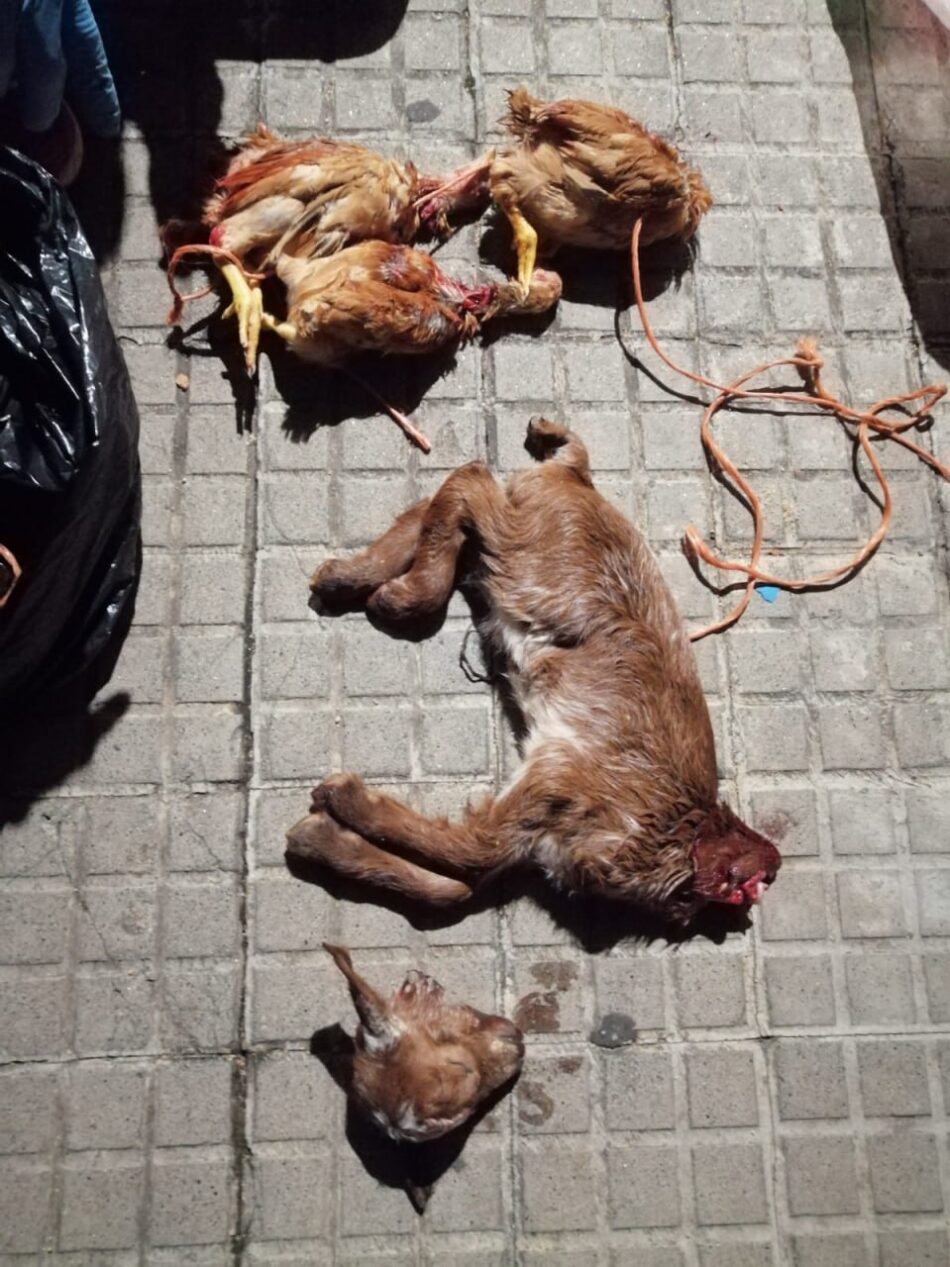 Comienza el juicio por el caso de sacrificios de animales por santería destapado por AnimaNaturalis