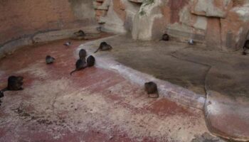Alerta por las interacciones con animales salvajes: unos 40 centros en España permiten el contacto directo con visitantes pese a los riesgos de  accidentes y zoonosis