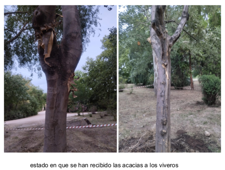 El Ayuntamiento de Madrid vuelve a enmascarar como trasplantes la eliminación de seis árboles adultos en Cibeles