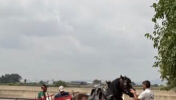 La Plataforma Defensa Animal acusa al Ayuntamiento de Albal (Valencia) de hipocresía con los animales