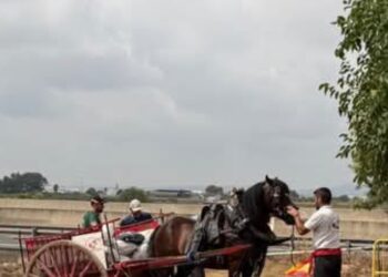 La Plataforma Defensa Animal acusa al Ayuntamiento de Albal (Valencia) de hipocresía con los animales