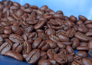 Las exportaciones de café de Nicaragua sumaron 564 millones de dólares hasta mayo