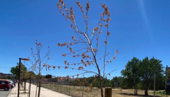 Valladolid Toma la Palabra pedirá explicaciones al Ayuntamiento por los quince árboles recién plantados que se han secado en el Paseo del Barrio Belén
