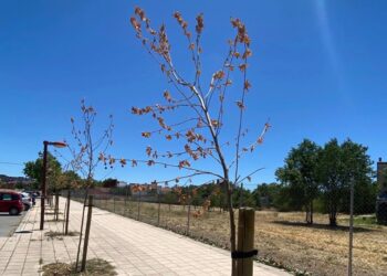 Valladolid Toma la Palabra pedirá explicaciones al Ayuntamiento por los quince árboles recién plantados que se han secado en el Paseo del Barrio Belén