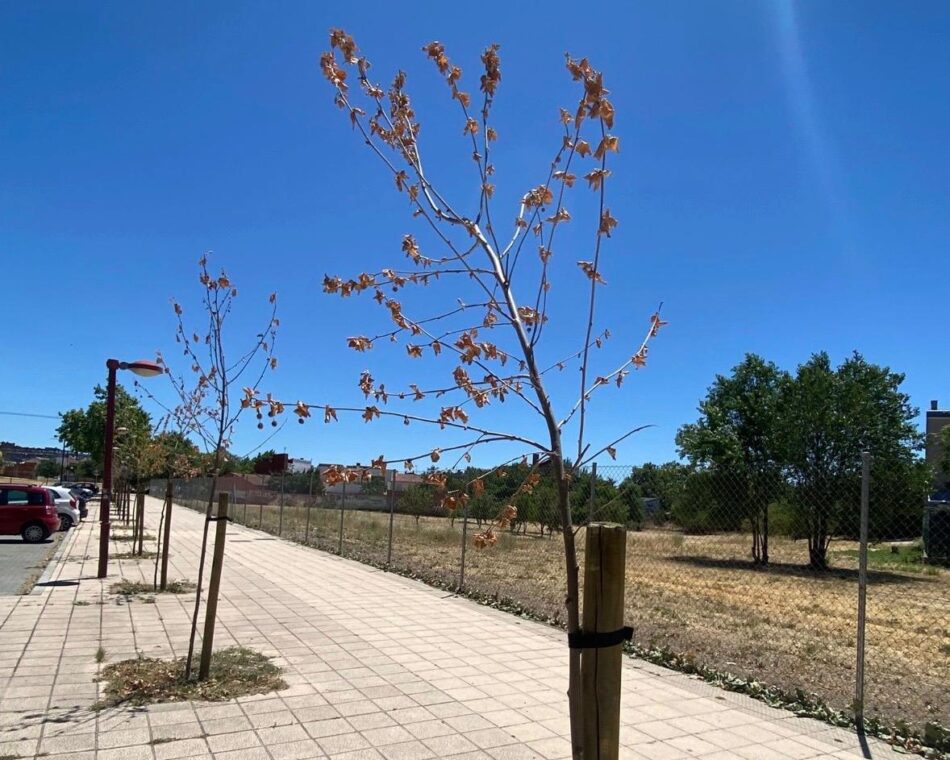 Valladolid Toma la Palabra pedirá explicaciones al Ayuntamiento por los quince árboles recién plantados que se han secado en el Paseo del Barrio Belén