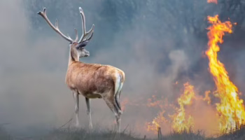 Animales libres contra el fuego: el cambio de paradigma necesario