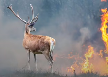Animales libres contra el fuego: el cambio de paradigma necesario