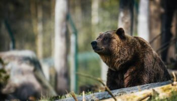 Algunos osos ‘mienten’ para simular que son más grandes que sus enemigos