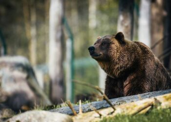 Algunos osos ‘mienten’ para simular que son más grandes que sus enemigos