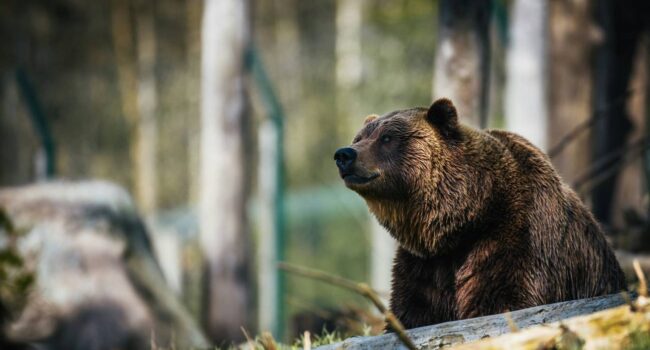 Algunos osos ‘mienten’ para simular que son más grandes que sus enemigos