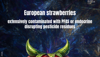 Las fresas españolas, entre las menos contaminadas por plaguicidas de Europa