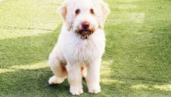 El Partido Verde advierte que el abandono animal en verano es una crueldad intolerable y un delito bajo la Ley de Bienestar Animal