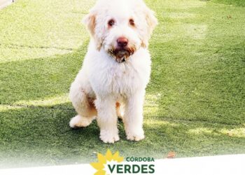 El Partido Verde advierte que el abandono animal en verano es una crueldad intolerable y un delito bajo la Ley de Bienestar Animal