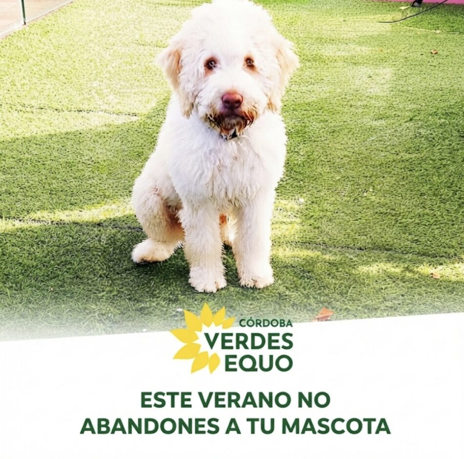 El Partido Verde advierte que el abandono animal en verano es una crueldad intolerable y un delito bajo la Ley de Bienestar Animal