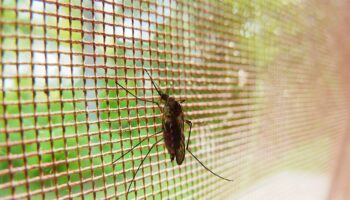 Cómo defendernos de los mosquitos: qué funciona y qué no contra esta plaga veraniega