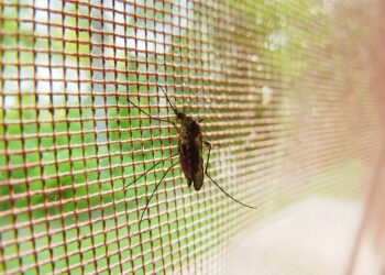 Cómo defendernos de los mosquitos: qué funciona y qué no contra esta plaga veraniega