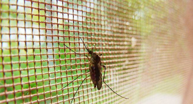 Cómo defendernos de los mosquitos: qué funciona y qué no contra esta plaga veraniega