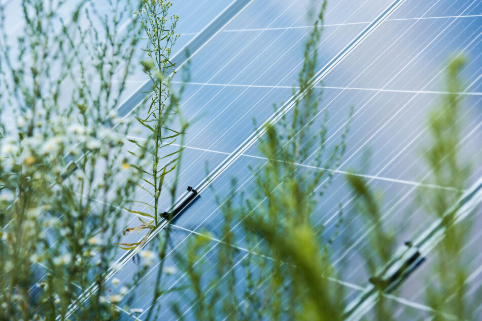 PACMA propone crear comunidades energéticas locales aprovechando las cubiertas municipales