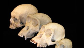 El cerebro de los primates creció más tarde que el cuerpo, y aumentó más de lo esperado