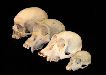 El cerebro de los primates creció más tarde que el cuerpo, y aumentó más de lo esperado
