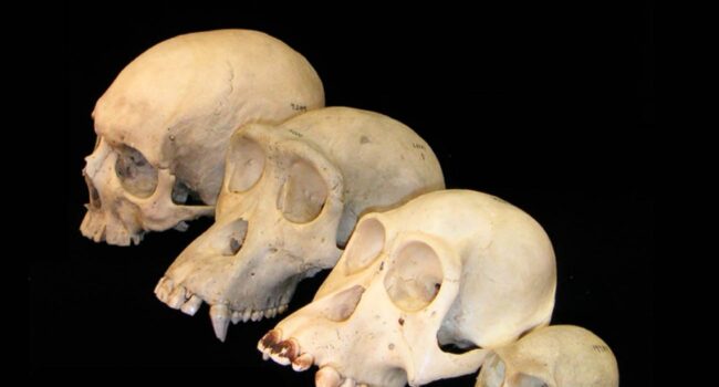 El cerebro de los primates creció más tarde que el cuerpo, y aumentó más de lo esperado