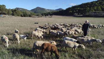 El declive del pastoreo en España amenaza la prevención de incendios
