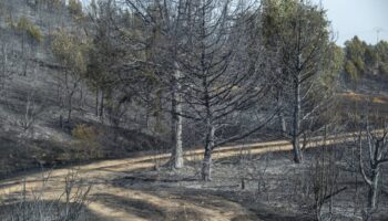 España se convierte en el país de la UE con más superficie forestal quemada