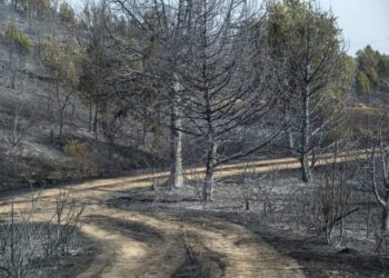 España se convierte en el país de la UE con más superficie forestal quemada