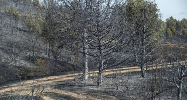 España se convierte en el país de la UE con más superficie forestal quemada