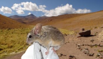 Este ratón andino desafía los límites de la vida: su genoma revela cómo sobrevive a más de 6 700 metros