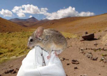 Este ratón andino desafía los límites de la vida: su genoma revela cómo sobrevive a más de 6 700 metros