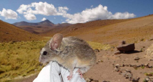 Este ratón andino desafía los límites de la vida: su genoma revela cómo sobrevive a más de 6 700 metros
