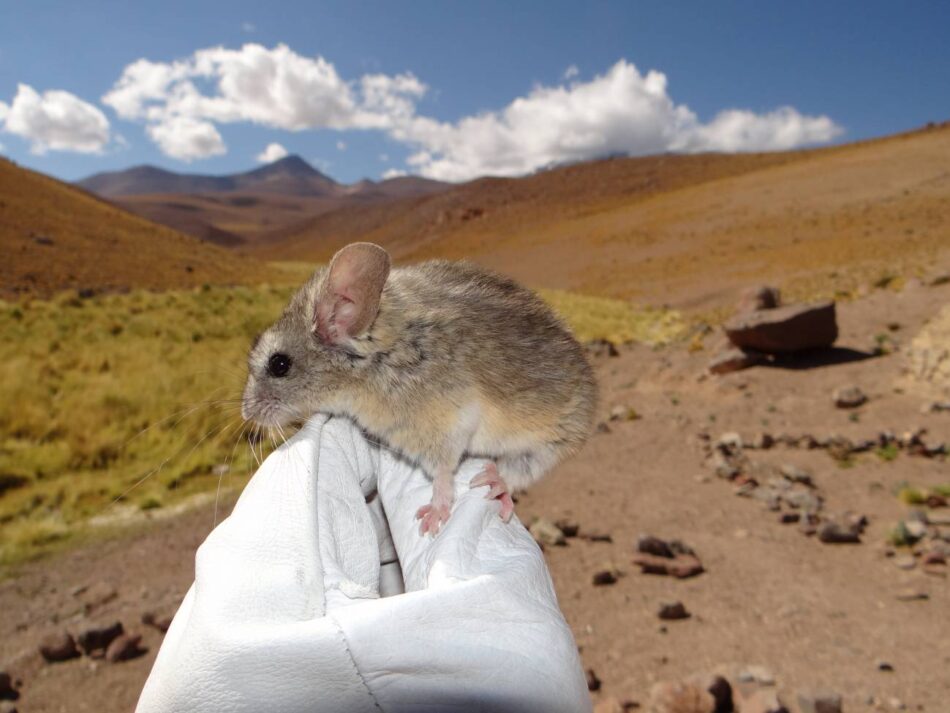 Este ratón andino desafía los límites de la vida: su genoma revela cómo sobrevive a más de 6 700 metros