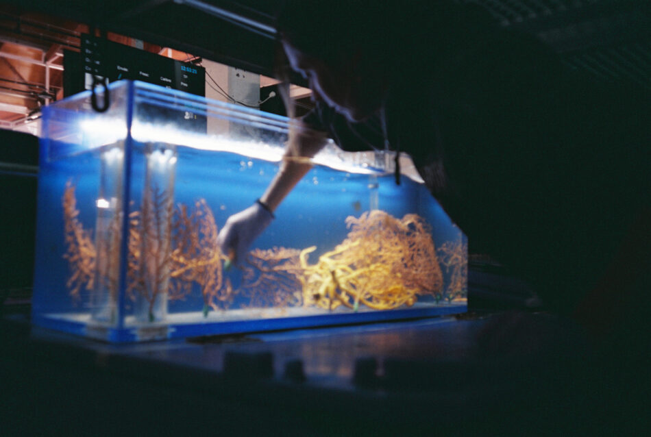 Mares Vivos: Ecologistas en Acción identifica las claves para restaurar los ecosistemas marinos en el Estado español