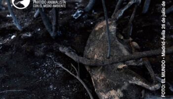 PACMA propone al Ministerio del Interior una coordinación centralizada para atender y evacuar animales en las zonas afectadas por los incendios