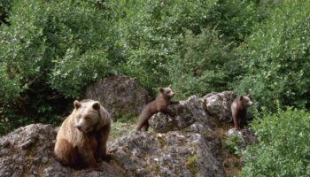 Las altas temperaturas limitan los movimientos del oso pardo cantábrico