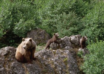 Las altas temperaturas limitan los movimientos del oso pardo cantábrico