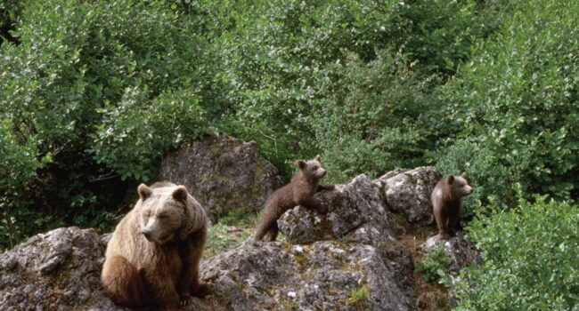 Las altas temperaturas limitan los movimientos del oso pardo cantábrico
