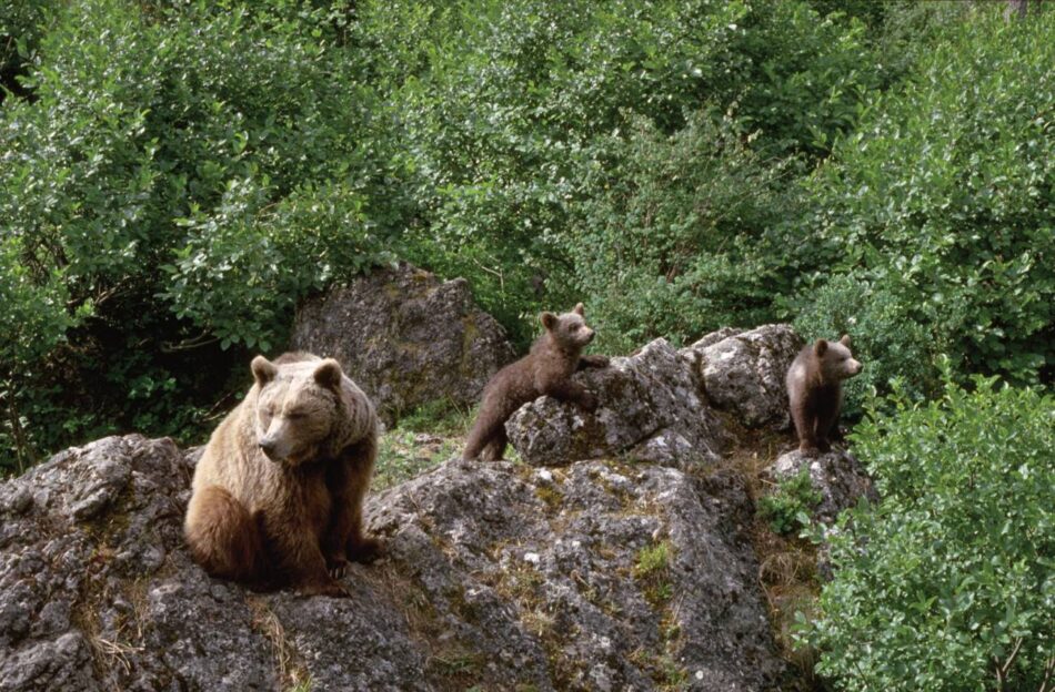 Las altas temperaturas limitan los movimientos del oso pardo cantábrico