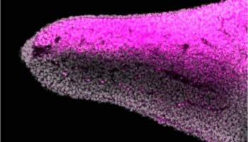 Los peces revelan el origen del dorso y la palma de las extremidades en vertebrados