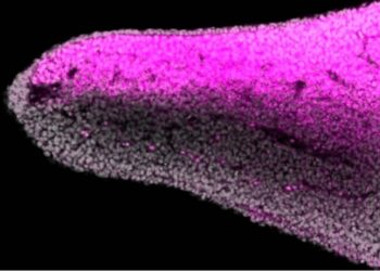 Los peces revelan el origen del dorso y la palma de las extremidades en vertebrados
