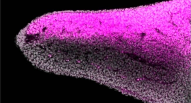 Los peces revelan el origen del dorso y la palma de las extremidades en vertebrados