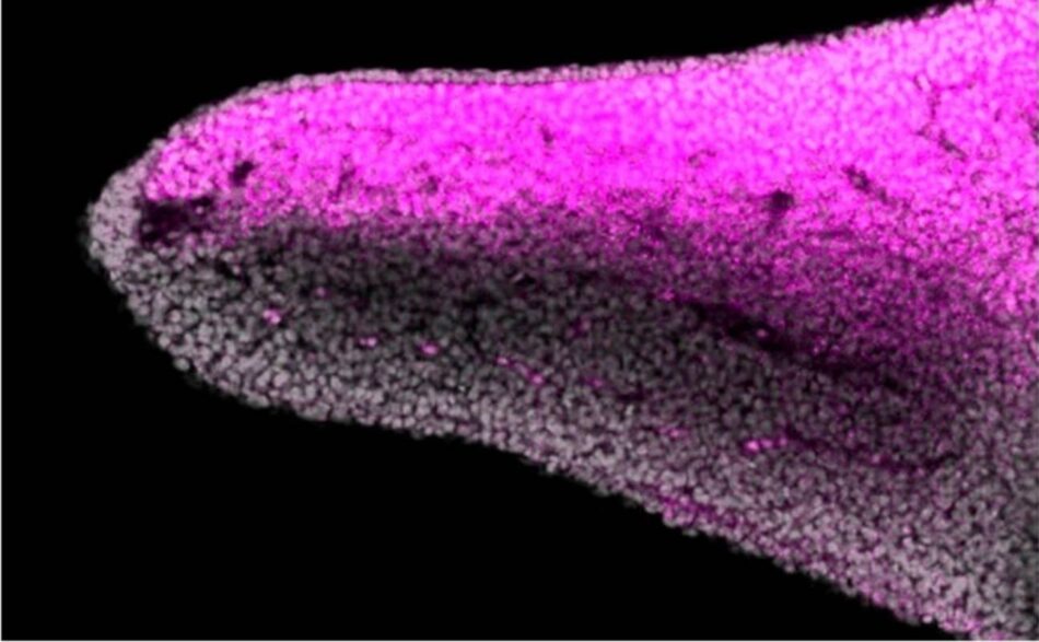 Los peces revelan el origen del dorso y la palma de las extremidades en vertebrados