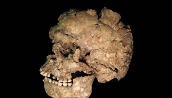 Nuevas claves sobre salud, violencia y comportamiento funerario en los primeros ‘Homo sapiens’