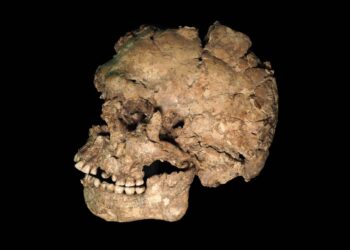 Nuevas claves sobre salud, violencia y comportamiento funerario en los primeros ‘Homo sapiens’