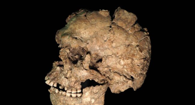 Nuevas claves sobre salud, violencia y comportamiento funerario en los primeros ‘Homo sapiens’